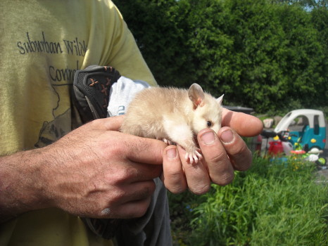 Opossum removed by Suburban Wildlife Control